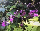 Wspięga pospolita Lablab purpureus (L.) Sweet - jesienna ozdoba ogrodu
